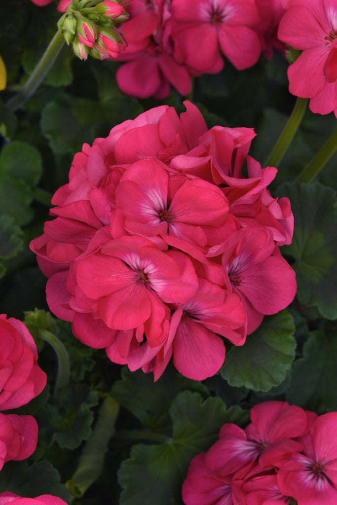 Close-up of bright pink flowers with green leaves