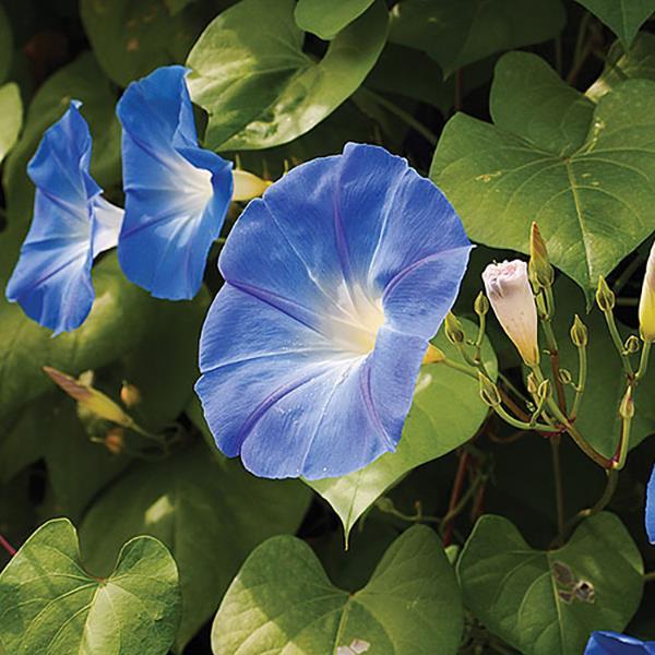 Convolvulus Heavenly Blue