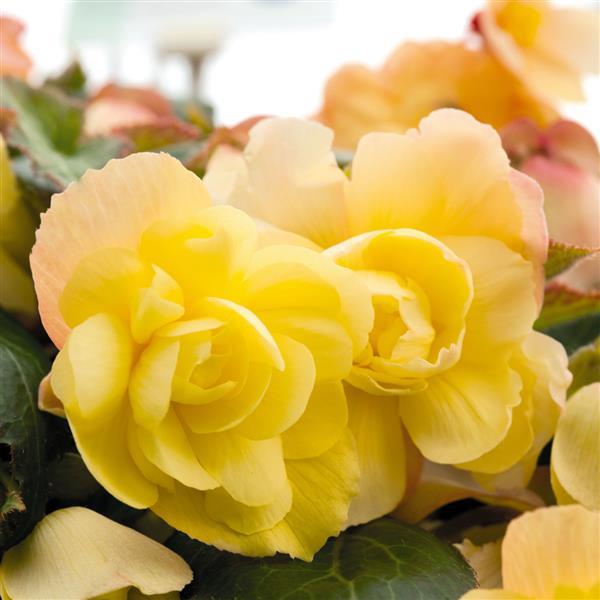 Tuberous Begonia Illumination®