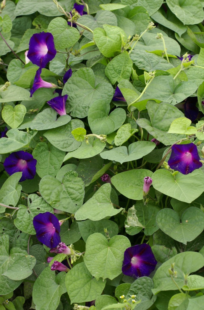 Convolvulus Grandpa Ott-dark purple