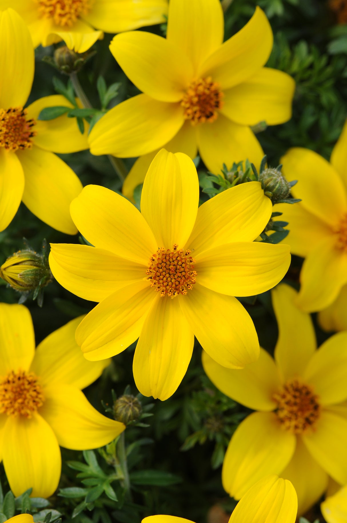Bidens Sun Drop