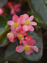 Dragon Wing® Begonia