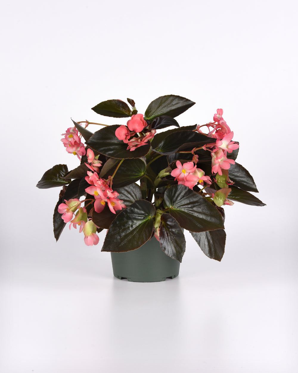 Dragon Wing® Begonia