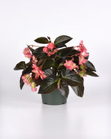 Dragon Wing® Begonia