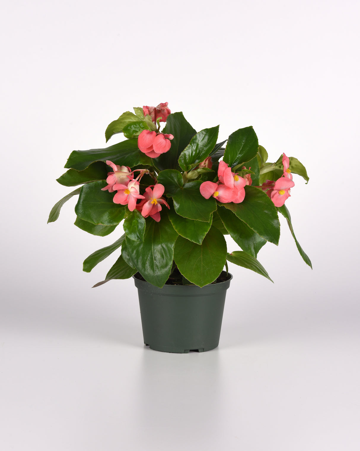Dragon Wing® Begonia
