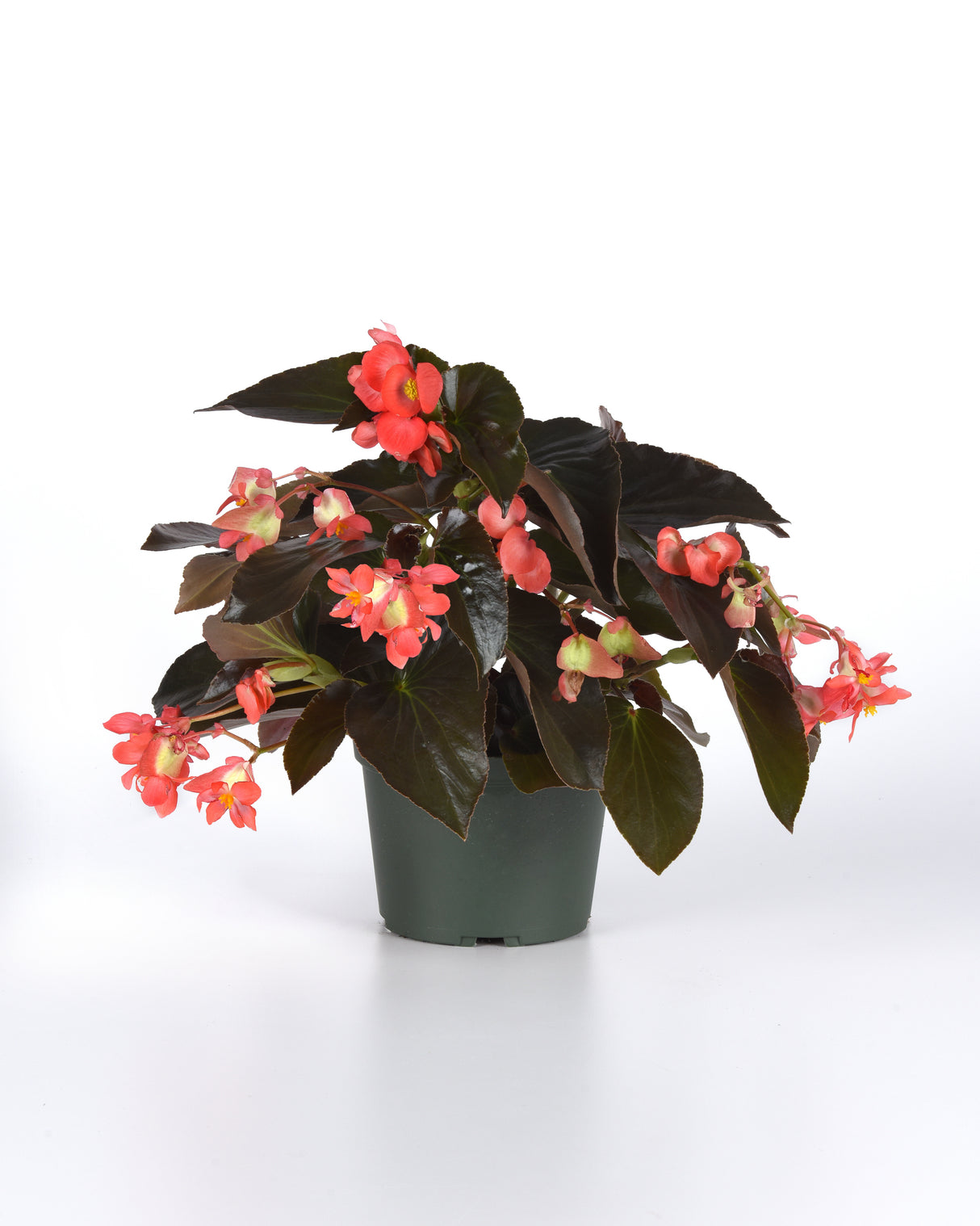 Dragon Wing® Begonia