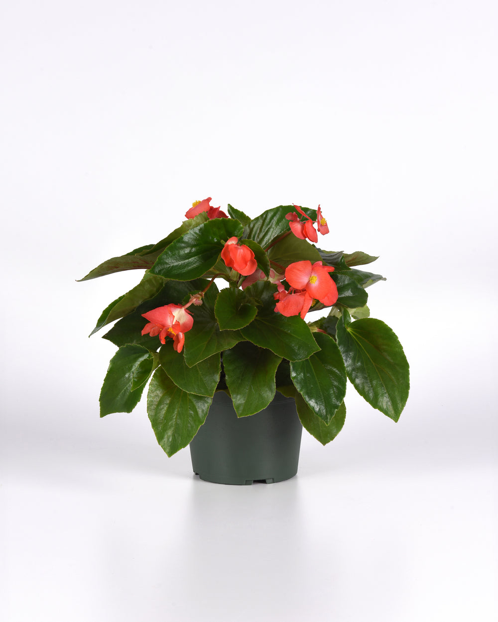 Dragon Wing® Begonia