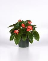 Dragon Wing® Begonia