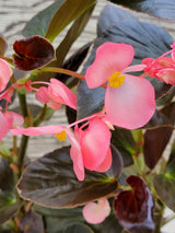 Dragon Wing® Begonia