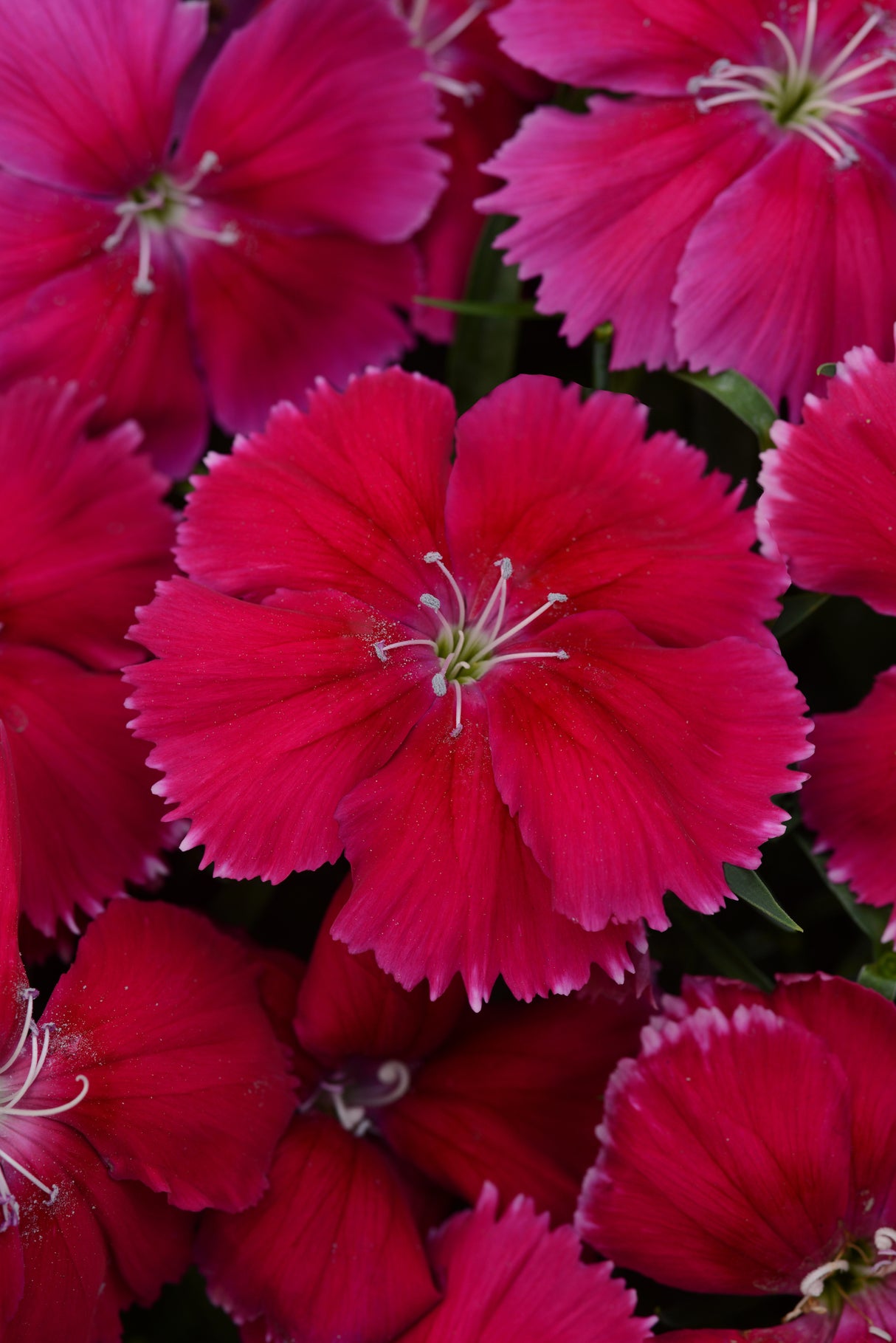 Dianthus Coronet