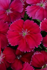 Dianthus Coronet