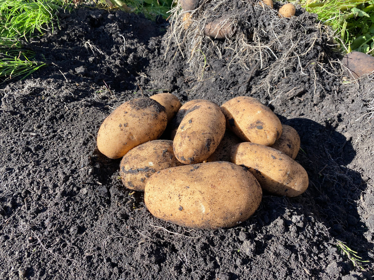 Seed Potatoes - Russet
