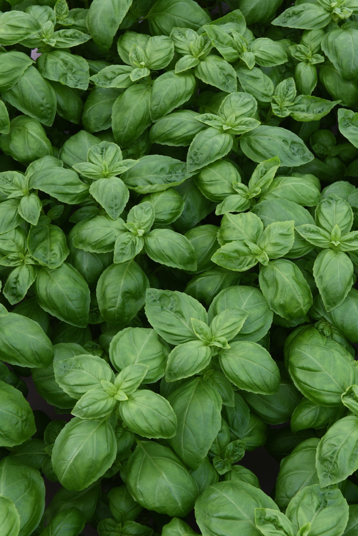 Herb Basil Dolce Fresca