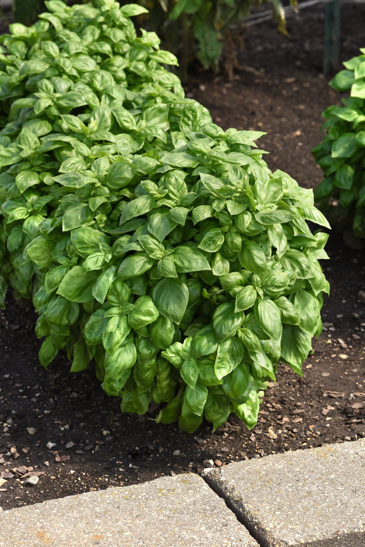 Herb Basil Everleaf Genovese