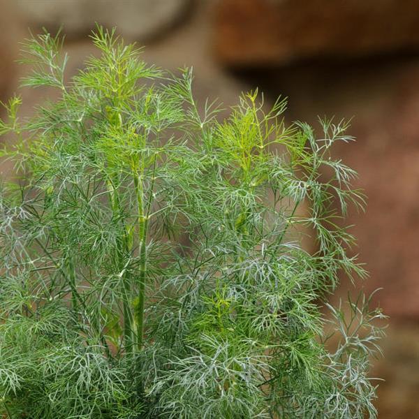 Herb Fernleaf Dill