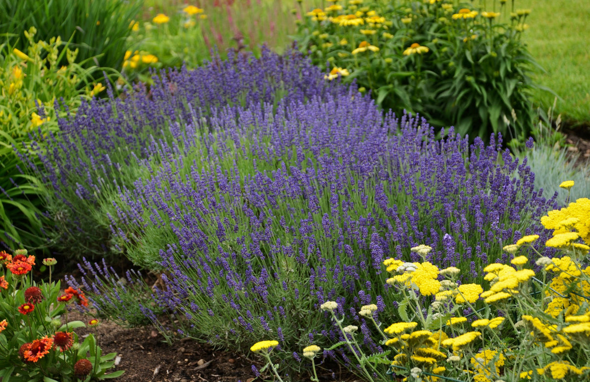 Herb French Lavender