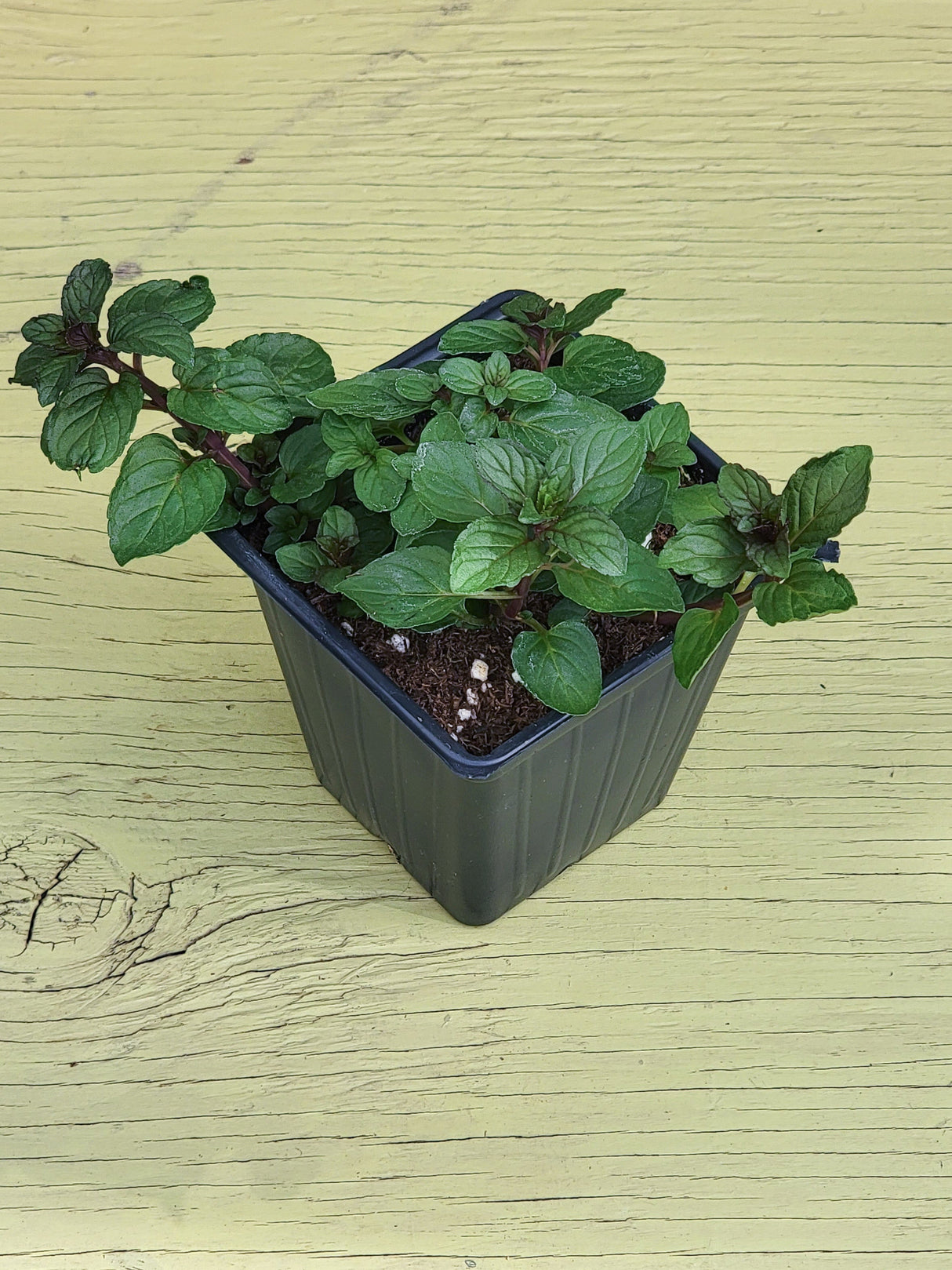 Herb Chocoloate Mint