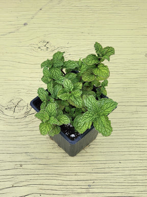 Potted mojito mint plant with green leaves on a wooden surface