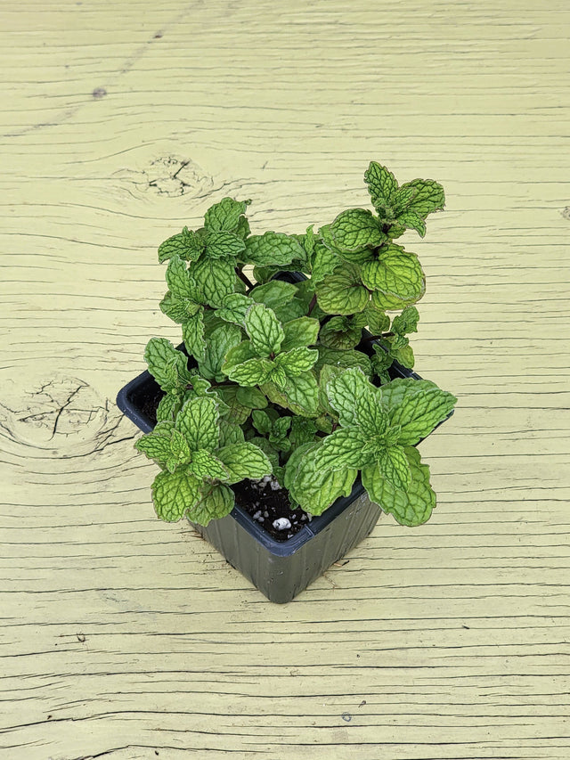 Potted mojito mint plant with green leaves on a wooden surface