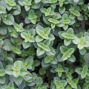 a picture of hot and spicy oregano potten plant