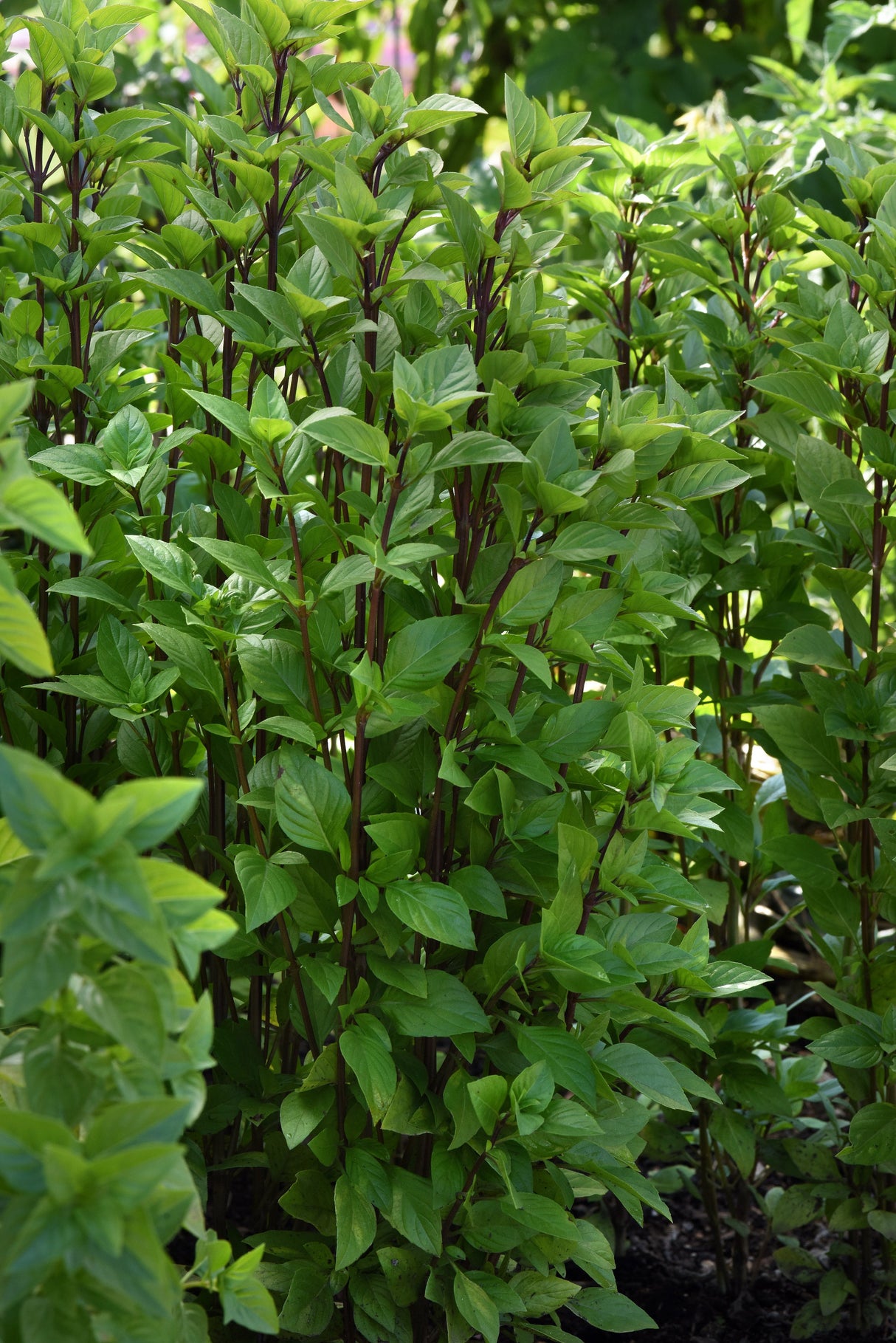a picture of fresh Everleaf Thai Tower basil