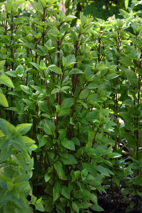 a picture of fresh Everleaf Thai Tower basil