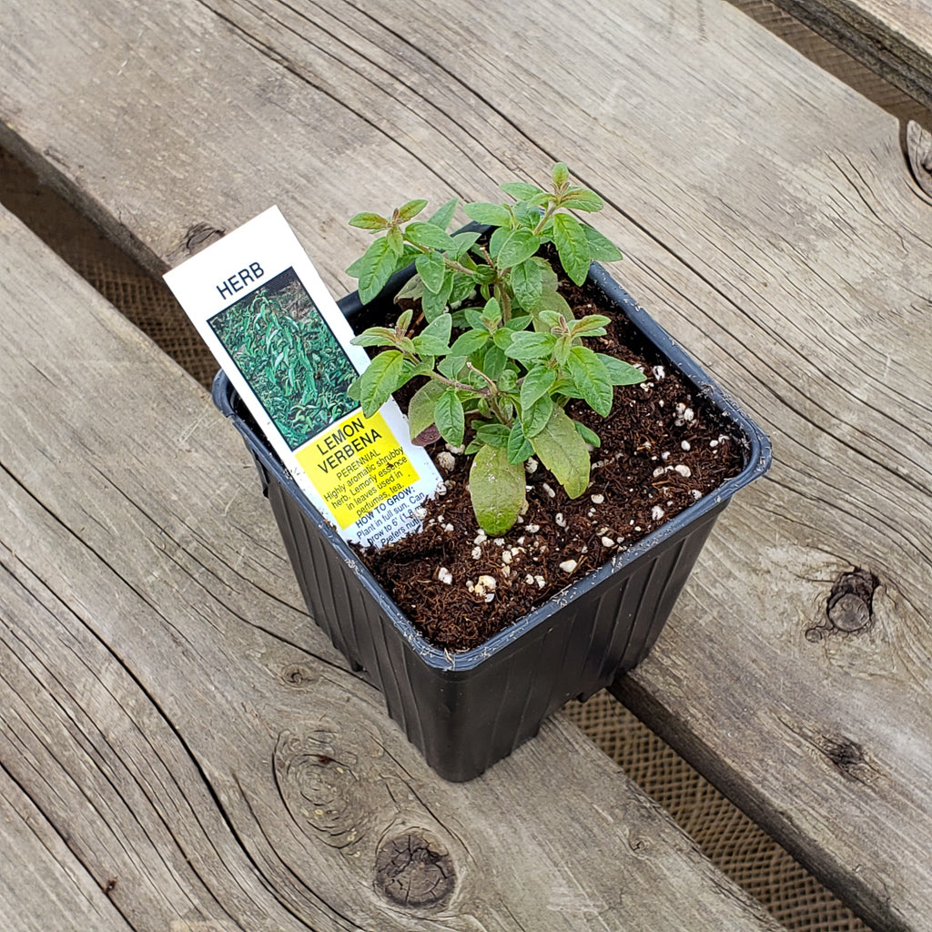 Herb  Verbena Lemon