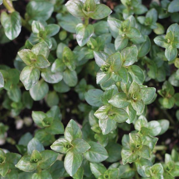 a picture of fresh chocolatemint