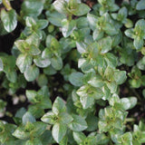 a picture of fresh chocolatemint