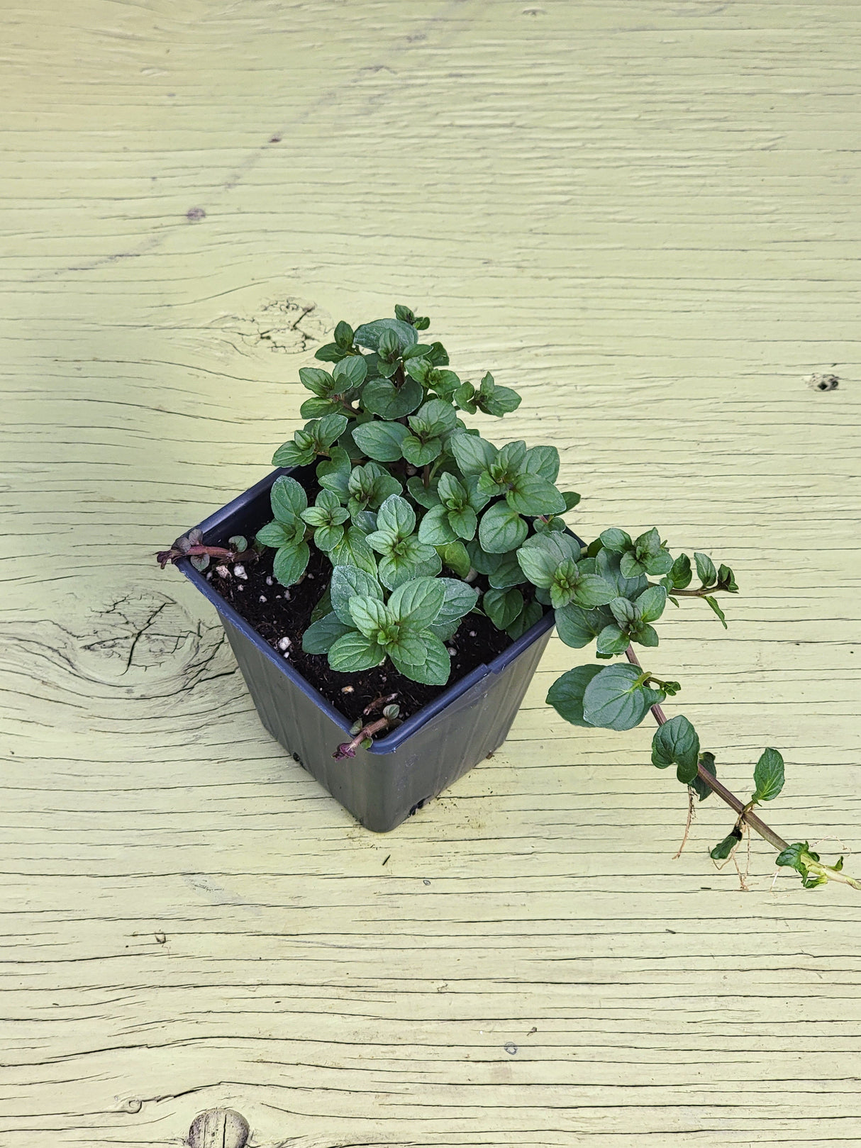 Herb Peppermint