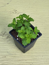 Herb Spearmint
