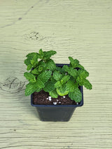 Potted mint plant on a wooden surface