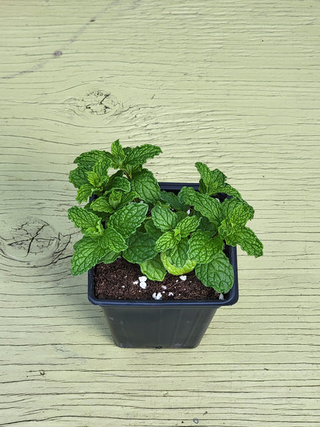 Potted mint plant on a wooden surface
