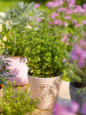 a picture of Italian oregano