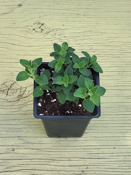 a picture of greek Oregano potted plant