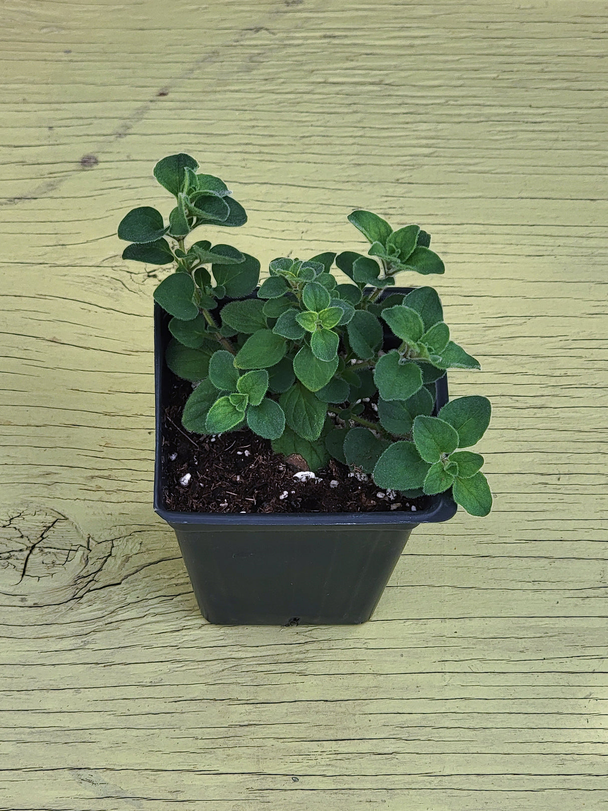 Herb Oregano Hot & Spicy
