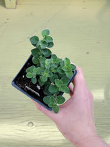 Herb Oregano Hot & Spicy
