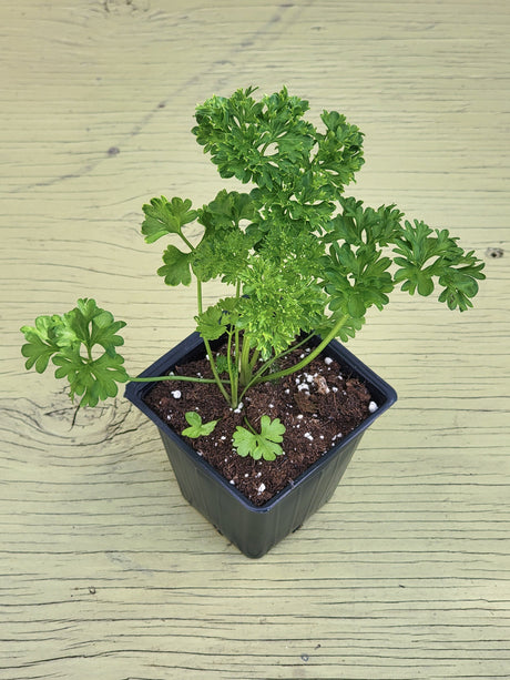 a picture of fresh parsley