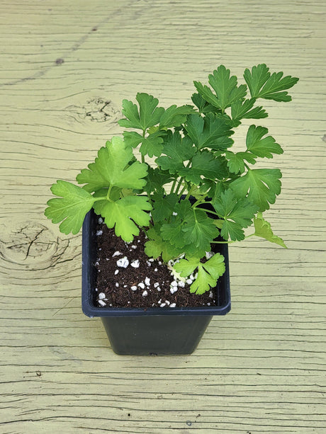 a picture of Italian parsley