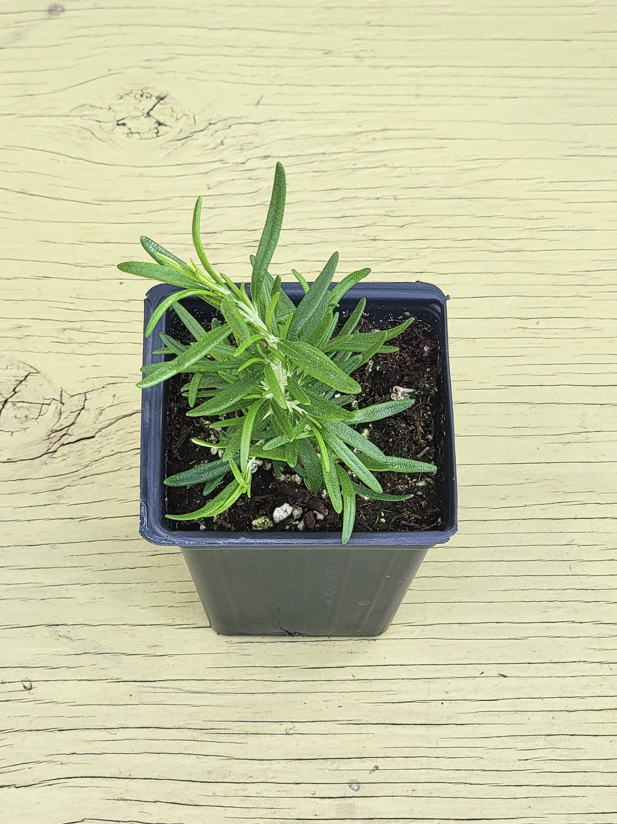 Herb Rosemary Upright Barbeque