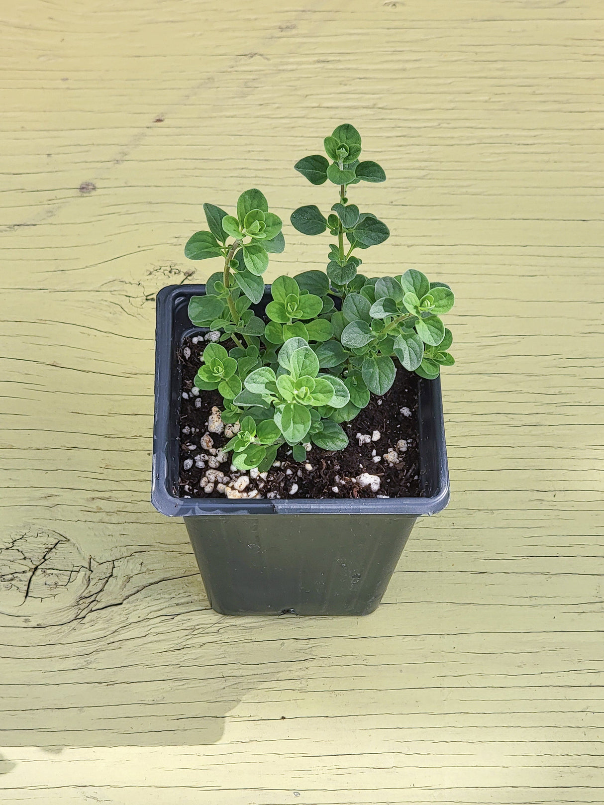 a picture of sweet majoram potted plant