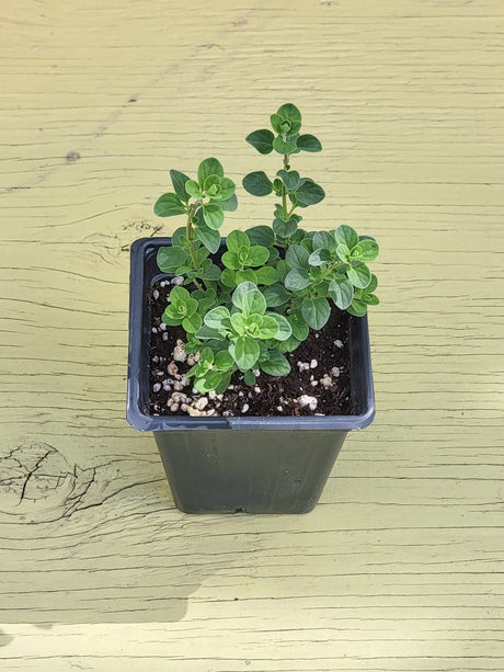 a picture of sweet majoram potted plant