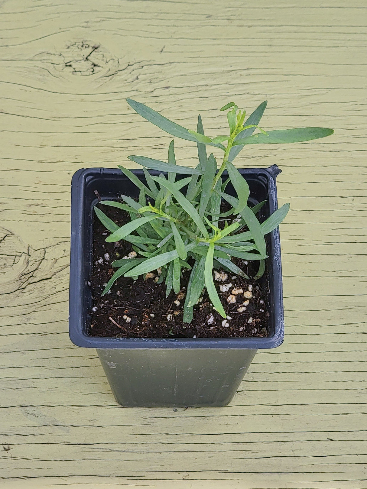 Herb French Tarragon