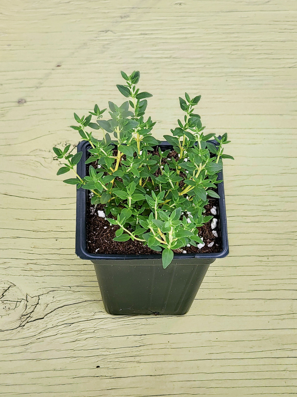 Herb French Thyme