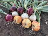 Seed Onions - Mixed