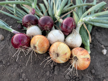 Seed Onions - Mixed