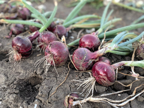 Seed Onions  - Red