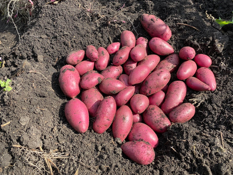 EARTH APPLES RED EMMALIE