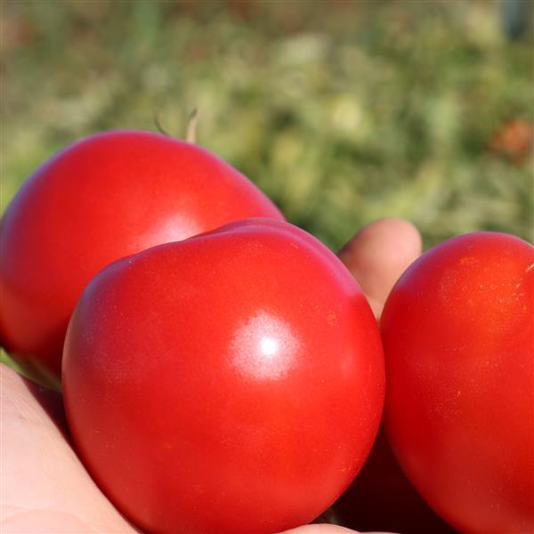 Early Girl Plus Tomato