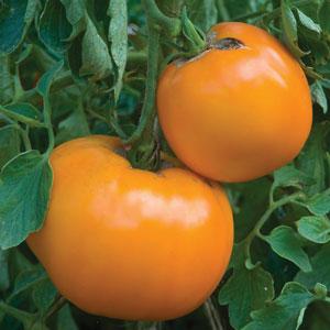 Jubilee Yellow Low Acid Tomato